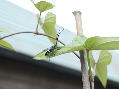 Longhorn beetles