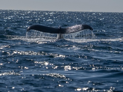 Longman's beaked whale