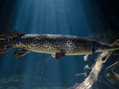 Longnose gar