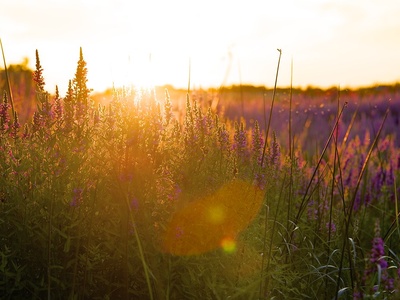 Loosestrife, Purple