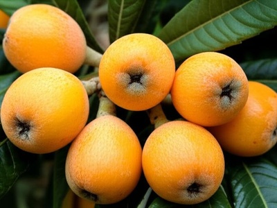 Loquat (Bipa)