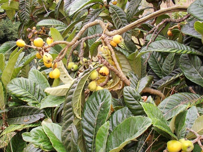 Loquat (Nêspera)