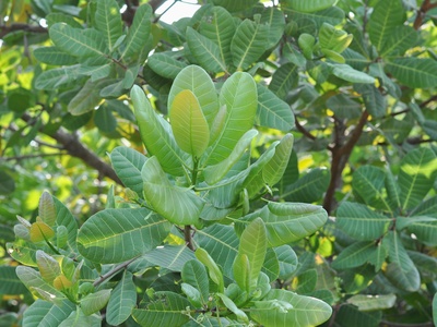 Loquat (nispero)