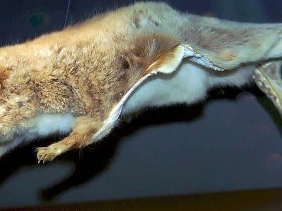 Lord Derby's Anomalure