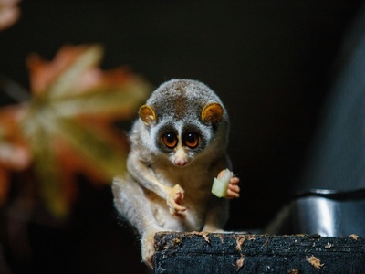 Loris