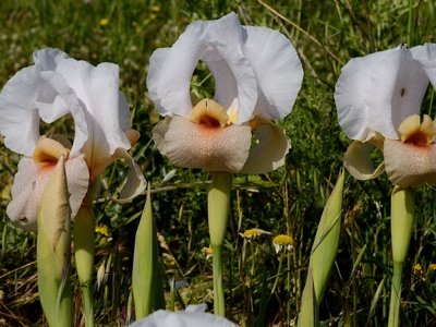 Lortet's Iris