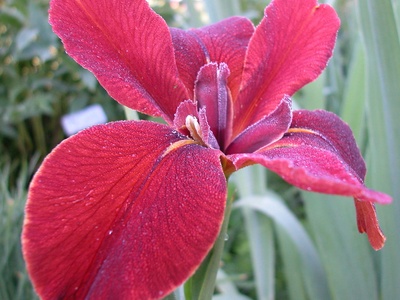 Louisiana Iris