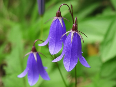 Lovćen Bellflower