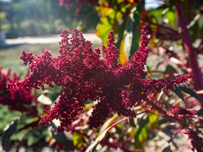 Love-lies-bleeding