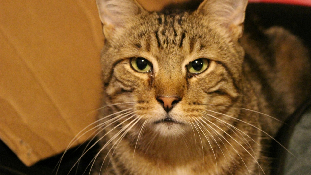 Senior sitting with a low-maintenance indoor cat