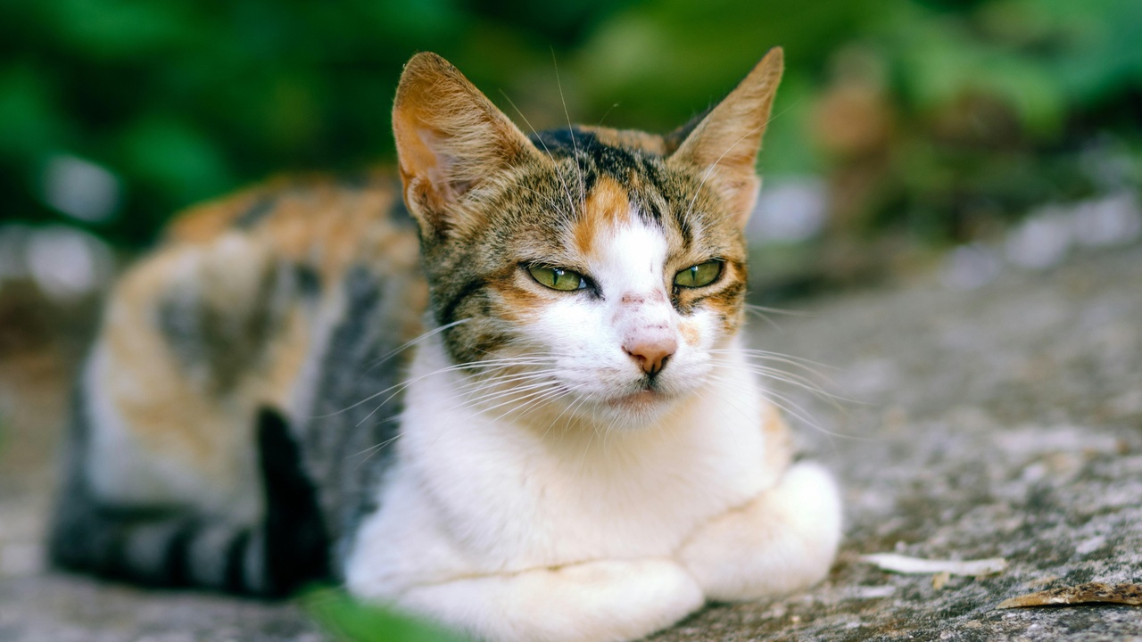 Senior in home with a low-shedding cat and HEPA purifier nearby