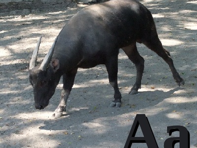 Lowland Anoa