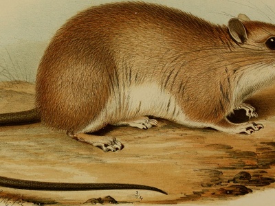 Lowland Brush Mouse