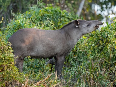 Lowland Tapir