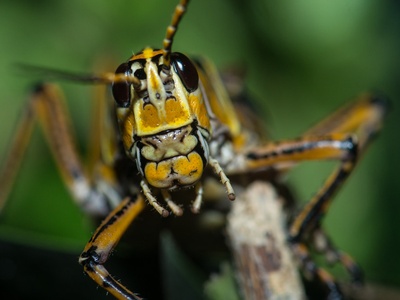 Lubber Grasshopper