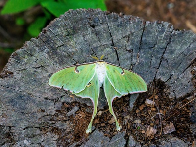 Luna Moth