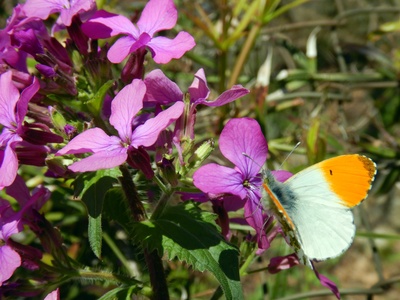 Lunaria