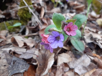 Lungwort