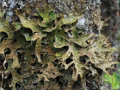 Lungwort Lichen
