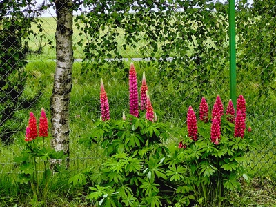 Lupin