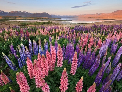 Lupin
