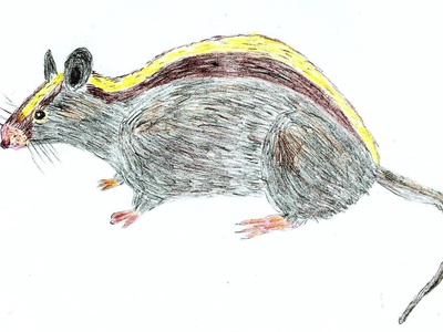 Luzon Striped Rat