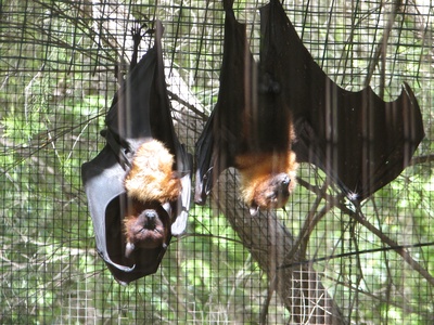 Lyle's Flying Fox