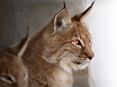 Lynx