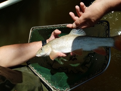 Macedonian Barbel