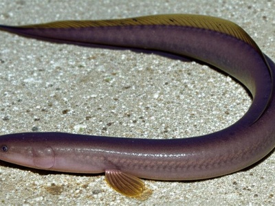 Macedonian Brook Lamprey