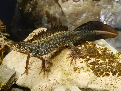 Macedonian Crested Newt