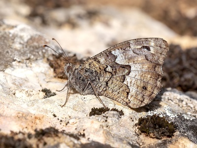 Macedonian Grayling