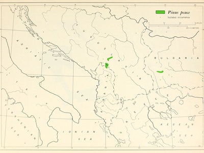 Macedonian Pine