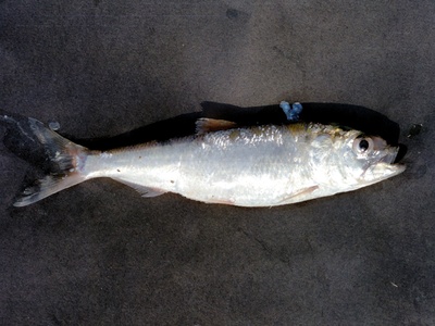 Macedonian Shad