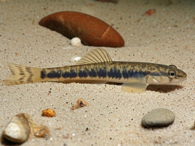 Macedonian Spined Loach