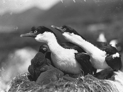 Macquarie Shag
