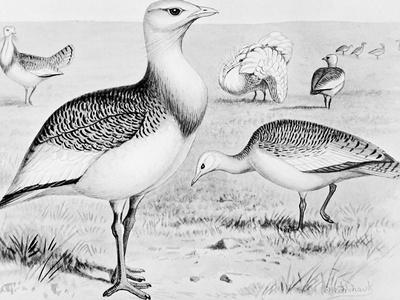 Macqueen's bustard