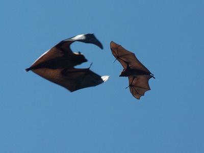 Madagascar flying fox