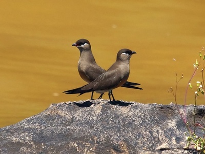 Madagascar Pratincole