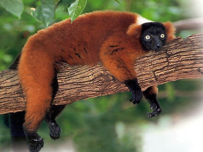Madagascar ruffed lemur