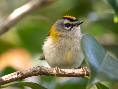 Madeira Firecrest