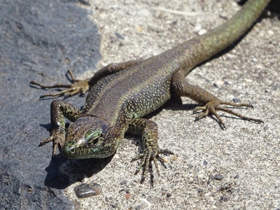 Madeira Wall Lizard