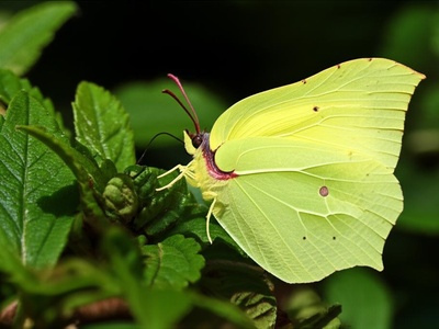 Madeiran Brimstone