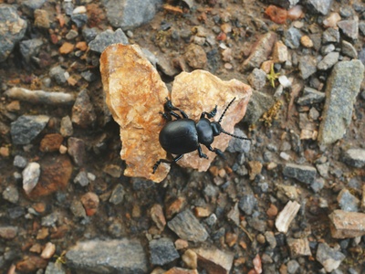 Madeiran Ironclad Beetle