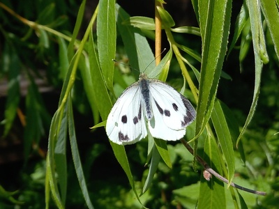 Madeiran Large White