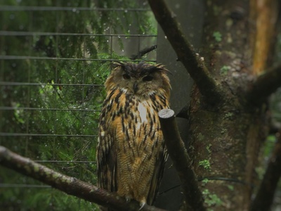 Madeiran Scops Owl