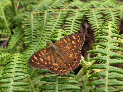 Madeiran Speckled Wood