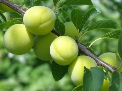 Maesil (Korean plum)