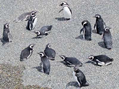 Magellanic penguin