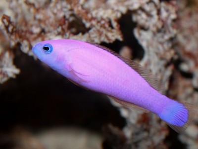 Magenta Dottyback